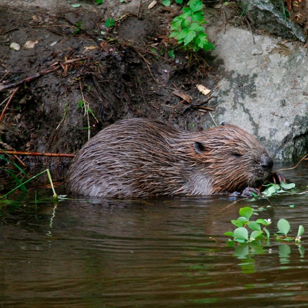 Sommeräktschn: Der Biber – ein tierisch guter Baumeister